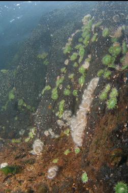 anemones under boat