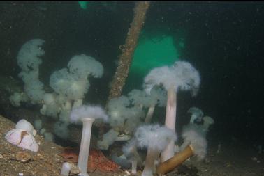 anemones inside room under wheelhouse