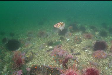 copper rockfish