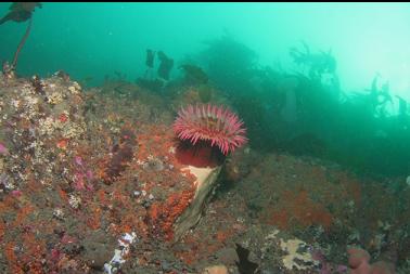 fish-eating anemone near top of wall