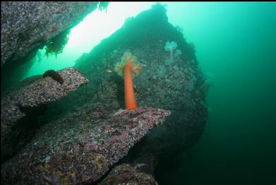 anemones on deeper reef