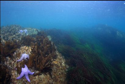 top of a shallow reef