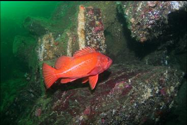 VERMILION ROCKFISH