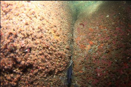 black rockfish at the bottom of the photo