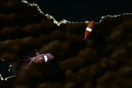 copepods? amphipods? on kelp