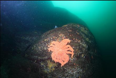 sunflower star at the base of the wall