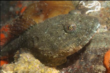 small great sculpin