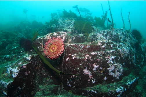 fish-eating anemone