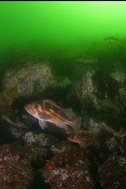 COPPER ROCKFISH