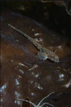 SOME KIND OF FISH AND BRITTLE STAR