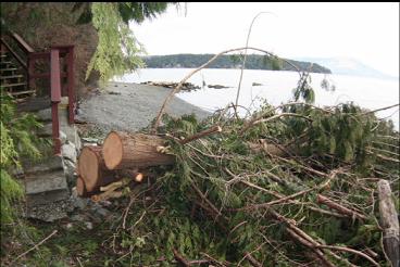 CUT-DOWN TREE NEXT TO STEPS