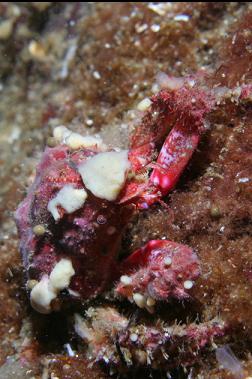 crab