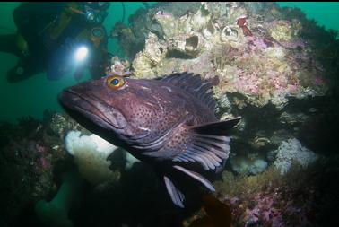 lingcod