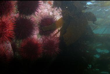 urchins