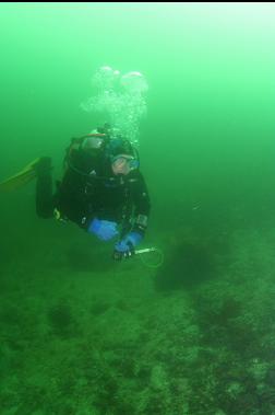 swimming over sandy bottom