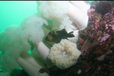 quillback rockfish and anemones