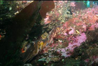 copper rockfish