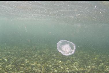 moon jelly