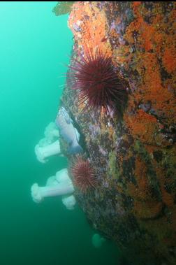 kelp greenling on wall