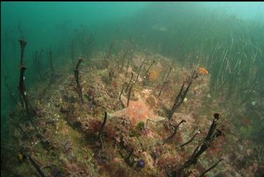 leather star and stalked kelp