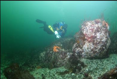 small reefs in shallows