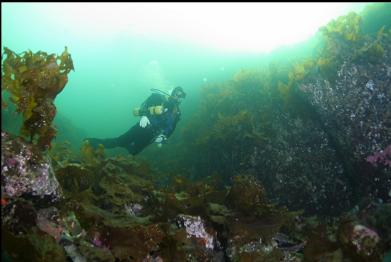 bottom kelp in shallows