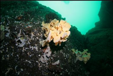 sponges over edge of wall