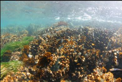 barnacles and mussels