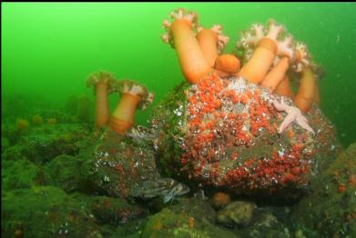 copper rockfish and plumose anmeones