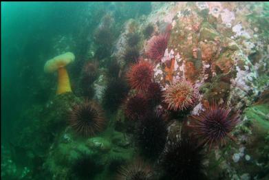 urchins and anemones at base of rocky slope