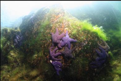 seastars