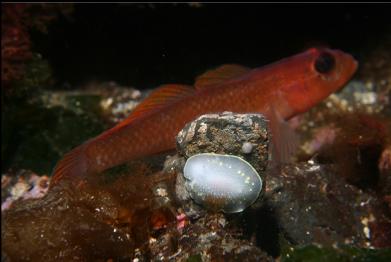 nudibranch and black-eye goby