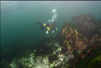 shallow reefs near shore