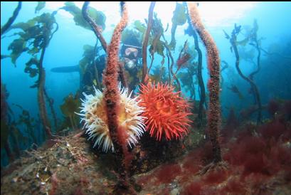 anemones