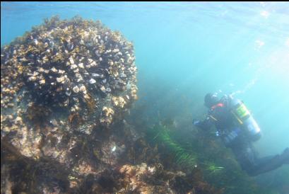 large mussels in shallows