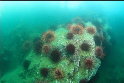 urchins at base of islet
