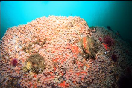 zoanthids on the boulder