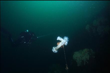 plumose anemones on a survey marker