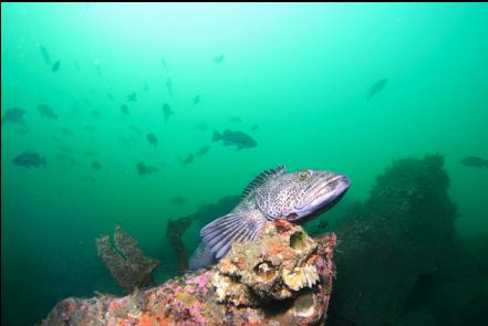 lingcod and school of black rockfish