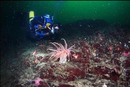 crimson anemone