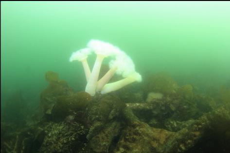 plumose anemones where the dock used to be