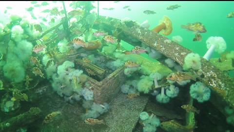 copper rockfish above the chain locker