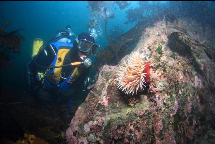 fish-eating anemone