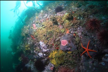 invertebrates on the reefs