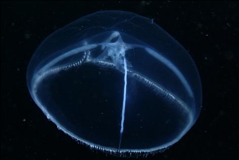 moon jelly