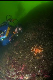 SUNFLOWER STAR