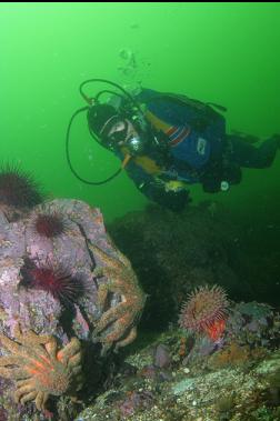 PAINTED ANEMONE, URCHINS AND SUNFLOWER STARS