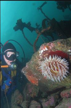 FISH-EATING ANEMONE