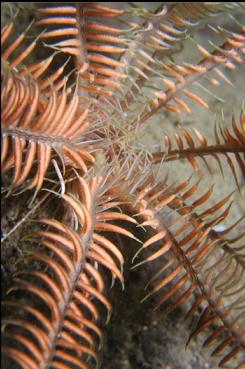 FEATHER STAR MOUTH