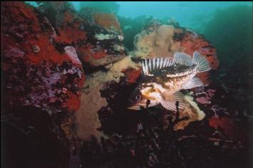 COPPER ROCKFISH AND SPONGE-COVERED BOULDERS